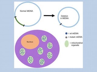 Mitochondrial DNA