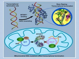 Mitochondrial DNA