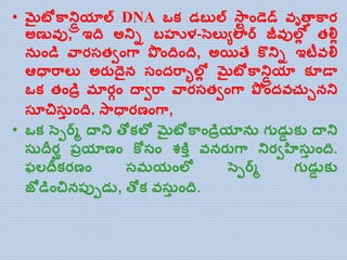 • మైటోకాన్డ్రియాల్ DNA ఒక డబుల్ స్ా్ి ాండెడ్ వృత్తా కార
అణువు, ఇది అన్డ్ి బహుళ-సెల్యుల్ార్ జీవుల్లో తల్లో
న ాండి వారసతవాంగా పాందిాంది, అయిత్ే కొన్డ్ి ఇటీవల్ల
ఆధతరాల్య అరుదెైన సాందరాాల్లో మైటోకాన్డ్రియా కూడత
ఒక తాండిి మారగాం దతవరా వారసతవాంగా పాందవచ్ ునన్డ్
సూచిసా ాంది. స్ాధతరణాంగా,
• ఒక సెెర్్ దతన్డ్ త్ోకల్ల మైటోకాాండిియాన గుడడర కయ దతన్డ్
స దీరఘ ప్ియాణాం కోసాం శకతా వనరుగా న్డ్రవహిసా ాంది.
ఫల్దీకరణాం సమయాంల్ల సెెర్్ గుడడర కయ
జోడిాంచినప్ుెడడ, త్ోక వసా ాంది.
 