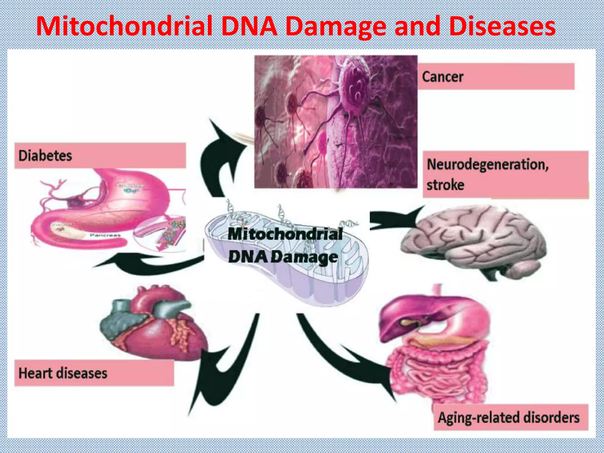 Mitochondrial DNA Damage and Diseases
 