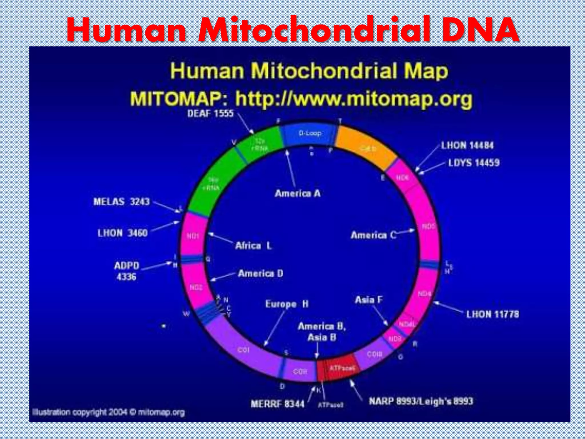 Human Mitochondrial DNA
 