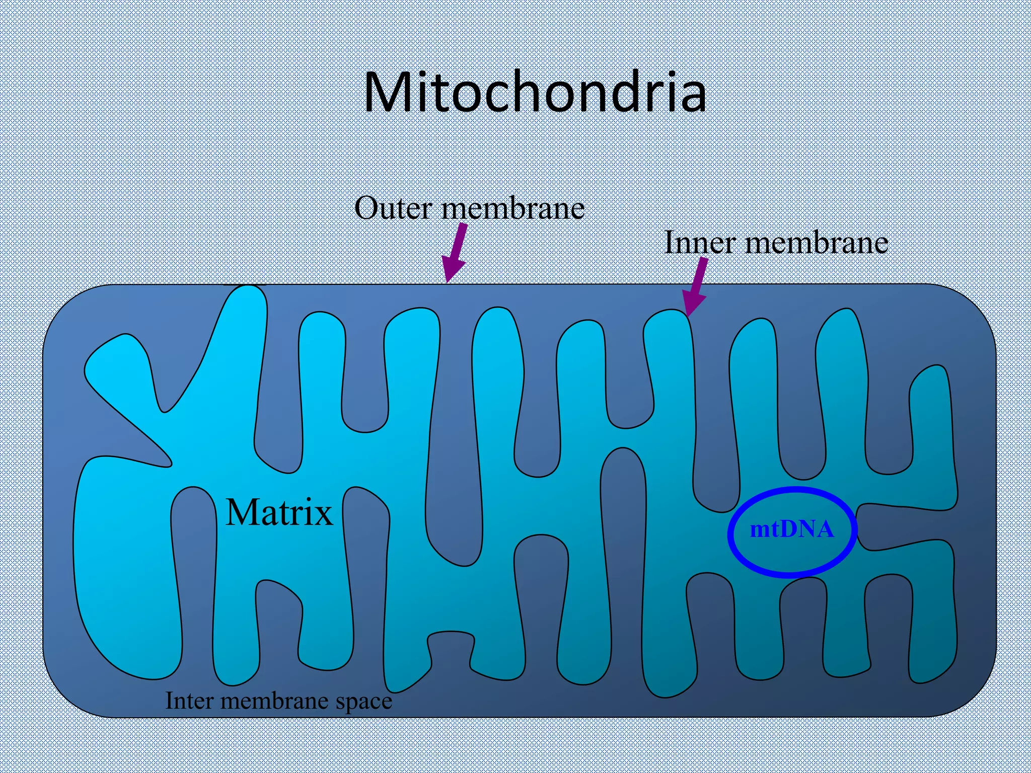 Mitochondria
Matrix
Inter membrane space
Inner membrane
Outer membrane
mtDNA
 