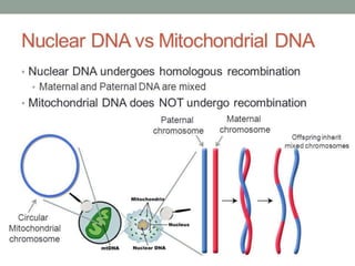 Mitochondrial dna 