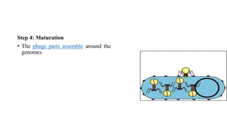Step 4: Maturation
• The phage parts assemble around the
genomes
 