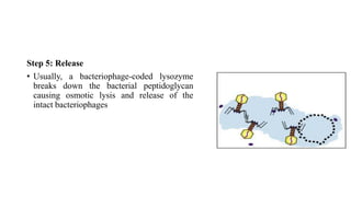 Step 5: Release
• Usually, a bacteriophage-coded lysozyme
breaks down the bacterial peptidoglycan
causing osmotic lysis and release of the
intact bacteriophages
 
