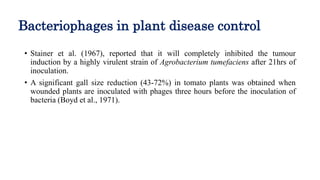 Bacteriophages in plant disease control
• Stainer et al. (1967), reported that it will completely inhibited the tumour
induction by a highly virulent strain of Agrobacterium tumefaciens after 21hrs of
inoculation.
• A significant gall size reduction (43-72%) in tomato plants was obtained when
wounded plants are inoculated with phages three hours before the inoculation of
bacteria (Boyd et al., 1971).
 