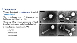 Cyanophages
• Viruses that attack cyanobacteria is called
“cyanophages”
• The cynophages was 1st discovered by
Safferman and Morris in 1963
• These are DNA viruses, consisting of head
icosahedron in shape and a long helical tail
• 3 cyanobacteria parasitizes LPP 1
Lyngbya
Phormidium
Plectonema
 