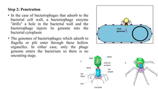 Step 2: Penetration
• In the case of bacteriophages that adsorb to the
bacterial cell wall, a bacteriophage enzyme
"drills" a hole in the bacterial wall and the
bacteriophage injects its genome into the
bacterial cytoplasm
• The genomes of bacteriophages which adsorb to
flagella or pili enter through these hollow
organelles. In either case, only the phage
genome enters the bacterium so there is no
uncoating stage.
 