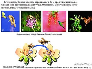 УНАКРСНО ОПРАШИВАЊЕ-преношење поленових зрна са прашника једног цвета на жиг тучка другог цвета
 