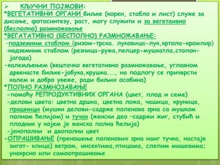  КЉУЧНИ ПОЈМОВИ:
*ВЕГЕТАТИВНИ ОРГАНИ биљке (корен, стабло и лист) служе за
дисање, фотосинтезу, раст, могу служити и за вегетаивно
(бесполно) размножавање
*ВЕГАТАТИВНО (БЕСПОЛНО) РАЗМНОЖАВАЊЕ:
-подземним стаблом (ризом-трска. луковица-лук,кртола-кромпир)
-надземним стаблом (резница-ружа,пелцер-мушкатла,столон-
јагода)
-калемљењем (вештачко вегетативно размножавање, углавном
дрвенасте биљке-јабука,крушка..., на подлогу се причврсти
калем и добро увеже, ради биљих особина)
*ПОЛНО РАЗМНОЗАВАЊЕ
-помоћу РЕПРОДУКТИВНИХ ОРГАНА (цвет, плод и семе)
-делови цвета: цветна дршка, цветна ложа, чашица, круница,
прашници (мушки делови-садрже поленова зрна са мушком
полном ћелијом) и тучак (женски део –садржи жиг, стубић и
плодник у којем је женска полна ћелија)
-јенополни и двополни цвет
-ОПРАШИВАЊЕ (преношење поленових зрна наиг тучка, настаје
зигот- клица) ветром, инсектима,птицама, слепим мишевима;
унакрсно или самоопрашивање
 