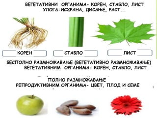 ПОЛНО РАЗМНОЖАВАЊЕ
РЕПРОДУКТИВНИМ ОРГАНИМА- ЦВЕТ, ПЛОД И СЕМЕ
БЕСПОЛНО РАЗМНОЖАВАЊЕ (ВЕГЕТАТИВНО РАЗМНОЖАВАЊЕ)
ВЕГЕТАТИВНИМ ОРГАНИМА- КОРЕН, СТАБЛО, ЛИСТ
ВЕГЕТАТИВНИ ОРГАНИМА- КОРЕН, СТАБЛО, ЛИСТ
УЛОГА-ИСХРАНА, ДИСАЊЕ, РАСТ...
КОРЕН СТАБЛО ЛИСТ
 