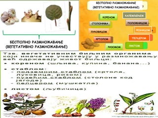 БЕСПОЛНО РАЗМНОЖАВАЊЕ
(ВЕГЕТАТИВНО РАЗМНОЖАВАЊЕ)
БЕСПОЛНО РАЗМНОЖАВАЊЕ
(ВЕГЕТАТИВНО РАЗМНОЖАВАЊЕ)
КОРЕНОМ
СТОЛОНИМА
ЛУКОВИЦОМ
КРТОЛОМ
РИЗОМОМ
ЛИСТОМ
ПЕЛЦЕРОМ
РЕЗНИЦОМ
КАЛЕМЉЕЊЕМ
ПОЛОЖНИЦОМ
 