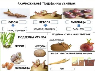 РАЗМНОЖАВАЊЕ ПОДЗЕМНИМ СТАБЛОМ
РИЗОМ КРТОЛА ЛУКОВИЦА
ТРСКА, ПЕРУНИКА ЛАЛА, ЛУК
КРОМПИР, ОРХИДЕЈА
ПОДЗЕМНА СТАБЛА
РИЗОМ КРТОЛА
ЛУКОВИЦА
ПОДЗЕМНА СТАБЛА ИМАЈУ ПУПОЉКЕ
ОКЦЕ-ПУПОЉАК
ВЕГЕТАТИВНО РАЗМНОЖАВАЊЕ КОРЕНОМ
РЕН
ТРСКА, ПЕРУНИКА
 