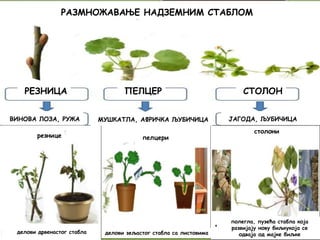 РАЗМНОЖАВАЊЕ НАДЗЕМНИМ СТАБЛОМ
РЕЗНИЦА ПЕЛЦЕР СТОЛОН
ВИНОВА ЛОЗА, РУЖА МУШКАТЛА, АФРИЧКА ЉУБИЧИЦА ЈАГОДА, ЉУБИЧИЦА
резнице
делови дрвенастог стабла
пелцери
столони
делови зељастог стабла са листовима
полегла, пузећа стабла која
развијају нову биљкукоја се
одваја од мајке биљке
 