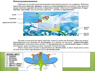 ДЕЛОВИ ЦВЕТА
1. ЧАШИЦА
2. КРУНИЦА
3. ПРАШНИК
4. ТУЧАК
5. ЦВЕТНА ДРШКА
6. ЦВЕТНА ЛОЖА
5 6
 