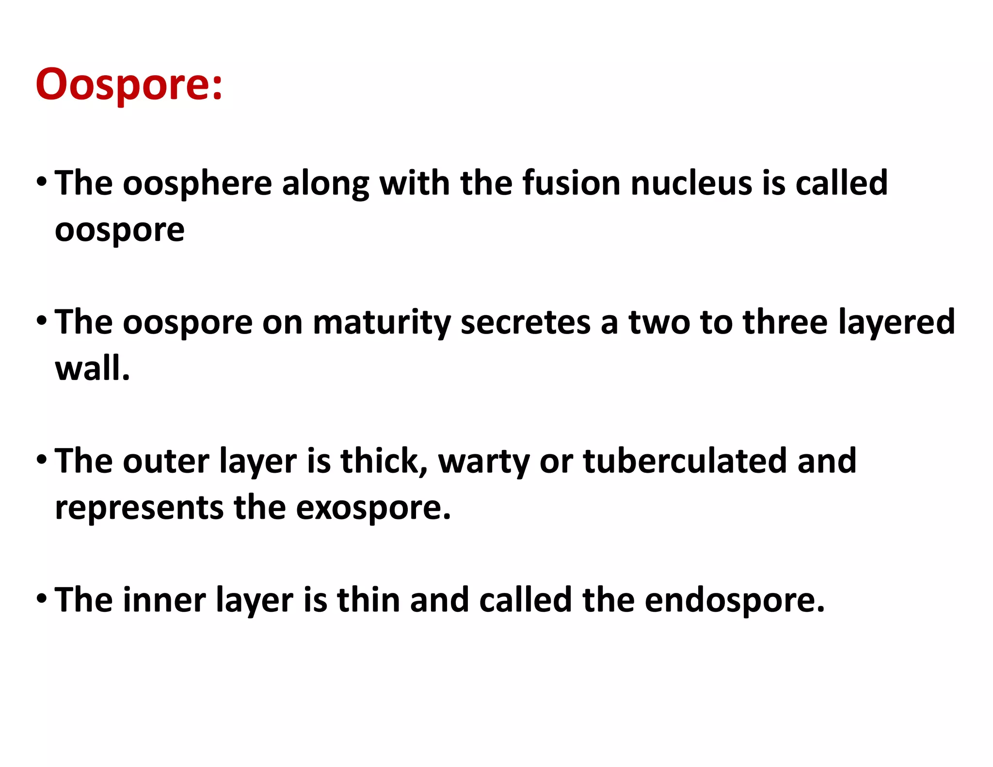 Oospore:
• The oosphere along with the fusion nucleus is called
oospore
• The oospore on maturity secretes a two to three layered
wall.
wall.
• The outer layer is thick, warty or tuberculated and
represents the exospore.
• The inner layer is thin and called the endospore.
 