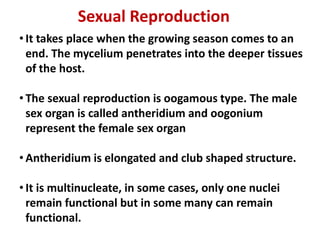 Sexual Reproduction
• It takes place when the growing season comes to an
end. The mycelium penetrates into the deeper tissues
of the host.
• The sexual reproduction is oogamous type. The male
sex organ is called antheridium and oogonium
represent the female sex organ
represent the female sex organ
• Antheridium is elongated and club shaped structure.
• It is multinucleate, in some cases, only one nuclei
remain functional but in some many can remain
functional.
 