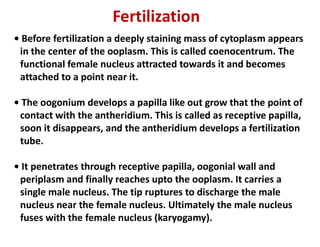 • Before fertilization a deeply staining mass of cytoplasm appears
in the center of the ooplasm. This is called coenocentrum. The
functional female nucleus attracted towards it and becomes
attached to a point near it.
• The oogonium develops a papilla like out grow that the point of
contact with the antheridium. This is called as receptive papilla,
soon it disappears, and the antheridium develops a fertilization
Fertilization
soon it disappears, and the antheridium develops a fertilization
tube.
• It penetrates through receptive papilla, oogonial wall and
periplasm and finally reaches upto the ooplasm. It carries a
single male nucleus. The tip ruptures to discharge the male
nucleus near the female nucleus. Ultimately the male nucleus
fuses with the female nucleus (karyogamy).
 