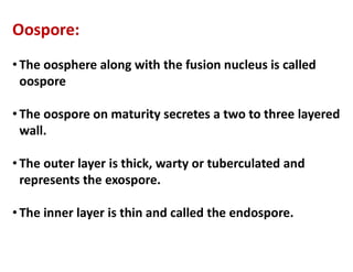 Oospore:
• The oosphere along with the fusion nucleus is called
oospore
• The oospore on maturity secretes a two to three layered
wall.
wall.
• The outer layer is thick, warty or tuberculated and
represents the exospore.
• The inner layer is thin and called the endospore.
 