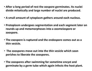 • After a long period of rest the oospore germinates. Its nuclei
divide mitotically and large number of nuclei are produced.
• A small amount of cytoplasm gathers around each nucleus.
• Protoplasm undergoes segmentation and each segment later on
rounds up and metamorphoses into a zoomeiospore or
zoospore.
• The exospore is ruptured and the endospore comes out as a
thin vesicle.
• The zoospores move out into the thin vesicle which soon
perishes to liberate the zoospores.
• The zoospores after swimming for sometime encyst and
germinate by a germ tube which again infects the host plant.
 