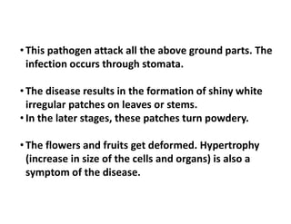 • This pathogen attack all the above ground parts. The
infection occurs through stomata.
• The disease results in the formation of shiny white
irregular patches on leaves or stems.
• In the later stages, these patches turn powdery.
• In the later stages, these patches turn powdery.
• The flowers and fruits get deformed. Hypertrophy
(increase in size of the cells and organs) is also a
symptom of the disease.
 