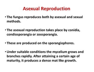 Asexual Reproduction
• The fungus reproduces both by asexual and sexual
methods.
• The asexual reproduction takes place by conidia,
condiosporangia or zoosporangia.
condiosporangia or zoosporangia.
• These are produced on the sporangiophores.
• Under suitable conditions the mycelium grows and
branches rapidly. After attaining a certain age of
maturity, it produces a dense mat like growth.
 