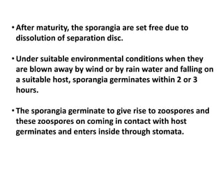 • After maturity, the sporangia are set free due to
dissolution of separation disc.
• Under suitable environmental conditions when they
are blown away by wind or by rain water and falling on
a suitable host, sporangia germinates within 2 or 3
hours.
hours.
• The sporangia germinate to give rise to zoospores and
these zoospores on coming in contact with host
germinates and enters inside through stomata.
 