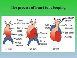 Comprehensive Cardiovascular Imaging: Anatomy, Embryology, and Nuclear ...