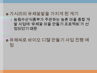    가시리의 유채꽃밭을 가지게 된 계기
    : 농림수산식품부가 주관하는 농촌 마을 종합 개
      발 사업에 „유채꽃 마을 만들기 프로젝트‟가 선
      정되었기 때문


   유채씨로 바이오 디젤 만들기 사업 진행 예
    정
 
