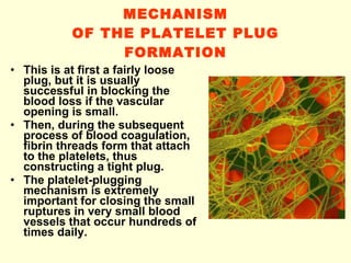 MECHANISM OF THE PLATELET PLUG FORMATION This is at first a fairly loose plug, but it is usually successful in blocking the blood loss if the vascular opening is small. Then, during the subsequent process of blood coagulation, fibrin threads form that attach to the platelets, thus constructing a tight plug. The platelet-plugging mechanism is extremely important for closing the small ruptures in very small blood vessels that occur hundreds of times daily. 