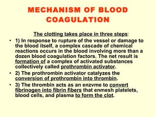 MECHANISM OF BLOOD COAGULATION The clotting takes place in three steps :  1) In response to rupture of the vessel or damage to the blood itself, a complex cascade of chemical reactions occurs in the blood involving more than a dozen blood coagulation factors. The net result is  formation of  a complex of activated substances collectively called  prothrombin activator . 2) The prothrombin activator catalyzes the  conversion of prothrombin into thrombin . 3) The thrombin acts as an enzvme to  convert fibrinogen into fibrin fibers  that enmesh platelets, blood cells, and plasma  to form the clot . 