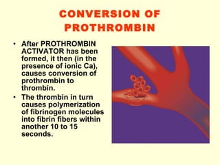 CONVERSION OF PROTHROMBIN After PROTHROMBIN ACTIVATOR has been formed, it then (in the presence of ionic Ca), causes conversion of prothrombin to thrombin. The thrombin in turn causes polymerization of fibrinogen molecules into fibrin fibers within another 10 to 15 seconds. 