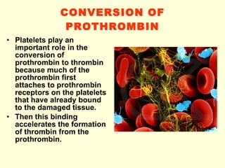 CONVERSION OF PROTHROMBIN Platelets play an important role in the conversion of prothrombin to thrombin because much of the prothrombin first attaches to prothrombin receptors on the platelets that have already bound to the damaged tissue.  Then this binding accelerates the formation of thrombin from the prothrombin. 