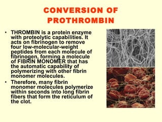 CONVERSION OF PROTHROMBIN THROMBIN is a protein enzyme with proteolytic capabilities. It acts on fibrinogen to remove four low-molecular-weight peptides from each molecule of fibrinogen, forming a molecule of FIBRIN MONOMER that has the automatic capability of polymerizing with other fibrin monomer molecules. Therefore, many fibrin monomer molecules polymerize within seconds into long fibrin fibers that form the reticulum of the clot. 