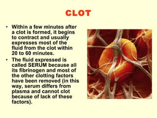 CLOT Within a few minutes after a clot is formed, it begins to contract and usually expresses most of the fluid from the clot within 20 to 60 minutes. The fluid expressed is called SERUM because all its fibrinogen and most of the other clotting factors have been removed (in this way, serum differs from plasma and cannot clot because of lack of these factors). 