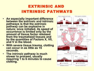 EXTRINSIC AND  INTRINSIC PATHWAYS An especially important difference between the extrinsic and intrinsic pathways is that the extrinsic pathway can be explosive in nature; once initiated, its speed of occurrence is limited only by the amount of tissue factor released from the traumatized tissues and by the quantities of Factors X, VII, and V in the blood. With severe tissue trauma, clotting can occur in as little as 15 seconds. The intrinsic pathway is much slower to proceed, usually requiring 1 to 6 minutes to cause clotting. 