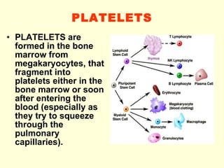 PLATELETS PLATELETS are formed in the bone marrow from megakaryocytes, that fragment into platelets either in the bone marrow or soon after entering the blood   (especially as they try to squeeze through the pulmonary capillaries). 