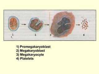 1,  Promegakaryoblast Megakaryoblast  3 )  Megakaryocyte 4 )  Platelets 