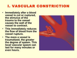 I. VASCULAR CONSTRICTION Immediately after a blood vessel is cut or ruptured, the stimulus of the trauma to the vessel causes the wall of the vessel to contract.  This immediately reduces the flow of blood from the vessel rupture. The more a vessel is traumatized, the greater the degree of spasm. This local vascular spasm can last for many minutes or even hours.  