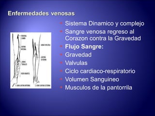 Sistema Dinamico y complejo Sangre venosa regreso al Corazon contra la Gravedad Flujo Sangre: Gravedad Valvulas Ciclo cardiaco-respiratorio Volumen Sanguineo Musculos de la pantorrila 