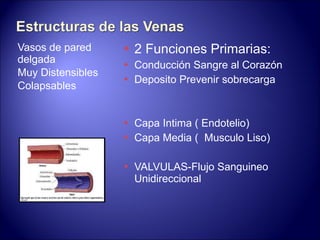 Vasos de pared delgada Muy Distensibles Colapsables 2 Funciones Primarias: Conducción Sangre al Corazón Deposito Prevenir sobrecarga Capa Intima ( Endotelio) Capa Media (  Musculo Liso) VALVULAS-Flujo Sanguineo Unidireccional 
