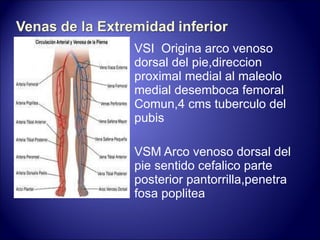 VSI  Origina arco venoso dorsal del pie,direccion proximal medial al maleolo  medial desemboca femoral Comun,4 cms tuberculo del pubis VSM Arco venoso dorsal del pie sentido cefalico parte posterior pantorrilla,penetra fosa poplitea 