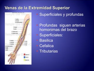 Superficiales y profundas Profundas  siguen arterias homonimas del brazo Superficiales: Basilica  Cefalica Tributarias 