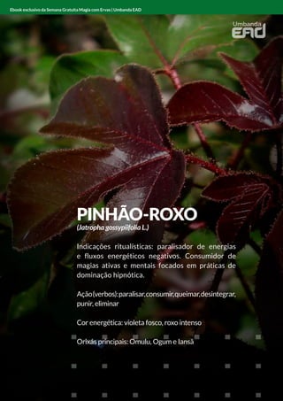 PINHÃO-ROXO
(Jatropha gossypiifolia L.)
Indicações ritualísticas: paralisador de energias
e fluxos energéticos negativos. Consumidor de
magias ativas e mentais focados em práticas de
dominação hipnótica.
Ação(verbos):paralisar,consumir,queimar,desintegrar,
punir, eliminar
Cor energética: violeta fosco, roxo intenso
Orixás principais: Omulu, Ogum e Iansã
Ebook exclusivo da Semana Gratuita Magia com Ervas | Umbanda EAD
 