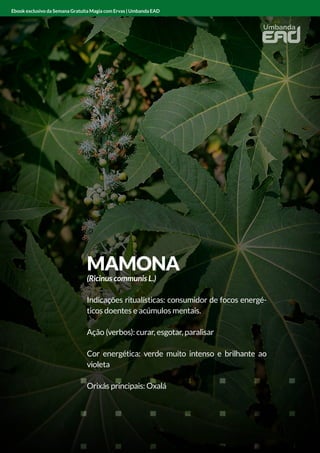 MAMONA
(Ricinus communis L.)
Indicações ritualísticas: consumidor de focos energé-
ticos doentes e acúmulos mentais.
Ação (verbos): curar, esgotar, paralisar
Cor energética: verde muito intenso e brilhante ao
violeta
Orixás principais: Oxalá
Ebook exclusivo da Semana Gratuita Magia com Ervas | Umbanda EAD
 