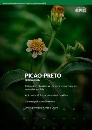 PICÃO-PRETO
(Bidens pilosa L.)
Indicações ritualísticas: limpeza energética de
acúmulos mentais.
Ação (verbos): limpar, desobstruir, purificar
Cor energética: verde terroso
Orixás principais: Xangô e Oxum
Ebook exclusivo da Semana Gratuita Magia com Ervas | Umbanda EAD
 