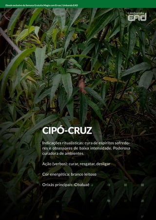 ANGICO
Indicações ritualísticas: limpador e protetor
Ação (verbos): limpar e proteger
Cor energética: vermelho
Orixás principais: Xangô
Ebook exclusivo da Semana Gratuita Magia com Ervas | Umbanda EAD
CIPÓ-CRUZ
Indicações ritualísticas: cura de espíritos sofredo-
res e obsessores de baixa intensidade. Poderosa
curadora de ambientes.
Ação (verbos): curar, resgatar, desligar
Cor energética: branco leitoso
Orixás principais: Obaluaê
Ebook exclusivo da Semana Gratuita Magia com Ervas | Umbanda EAD
 
