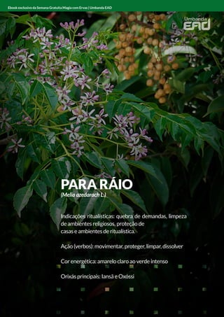 ANGICO
Indicações ritualísticas: limpador e protetor
Ação (verbos): limpar e proteger
Cor energética: vermelho
Orixás principais: Xangô
Ebook exclusivo da Semana Gratuita Magia com Ervas | Umbanda EAD
PARA RÁIO
(Melia azedarach L.)
Indicações ritualísticas: quebra de demandas, limpeza
de ambientes religiosos, proteção de
casas e ambientes de ritualística.
Ação (verbos): movimentar, proteger, limpar, dissolver
Cor energética: amarelo claro ao verde intenso
Orixás principais: Iansã e Oxóssi
Ebook exclusivo da Semana Gratuita Magia com Ervas | Umbanda EAD
 