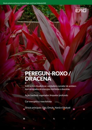 PEREGUN-ROXO /
DRACENA
C
Indicações ritualísticas: verdadeiro curador de ambien-
tes carregados de energias mórbidas e doentias.
Ação (verbos): esgotador, limpador profundo
Cor energética: roxo leitoso
Orixás principais: Obá, Omulu, Nanã e Obaluaê
Ebook exclusivo da Semana Gratuita Magia com Ervas | Umbanda EAD
 