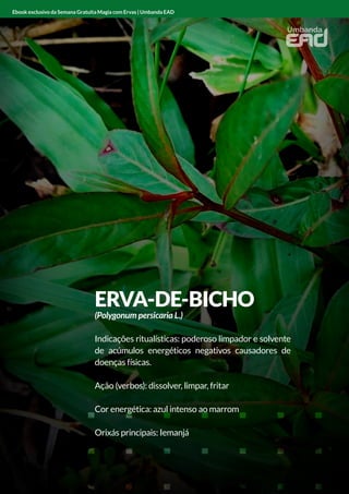 ERVA-DE-BICHO
(Polygonum persicaria L.)
Indicações ritualísticas: poderoso limpador e solvente
de acúmulos energéticos negativos causadores de
doenças físicas.
Ação (verbos): dissolver, limpar, fritar
Cor energética: azul intenso ao marrom
Orixás principais: Iemanjá
Ebook exclusivo da Semana Gratuita Magia com Ervas | Umbanda EAD
 